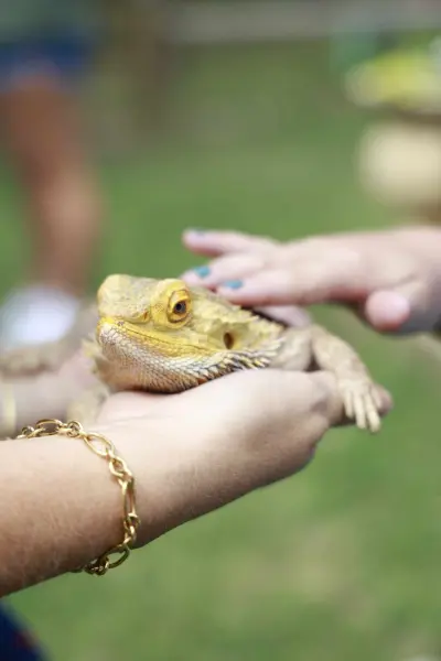 Petting a bearded dragon at a party